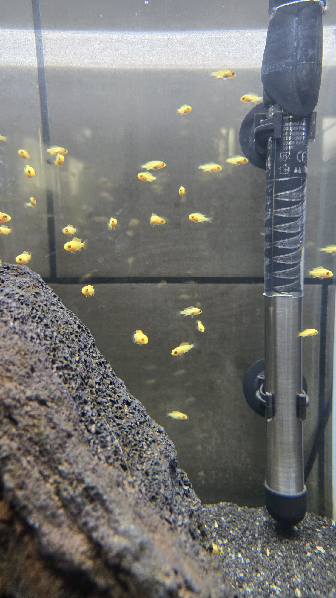Pyszczaki yellow