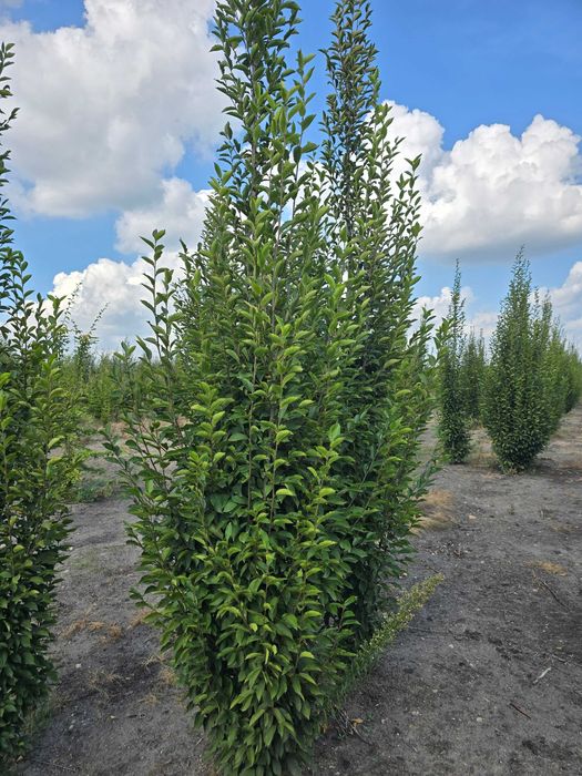 Grab kolumnowy fastigiata 350/400 cm - dostawa cała Polska.