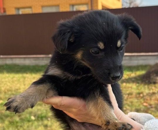 Дуже терміново, залишилось 1 щеня яке дуже сумує за сестричкою.