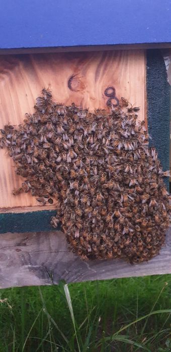 Opieka nad pszczołami. Pszczoły, odkłady, miód. Rodziny pszczele. .