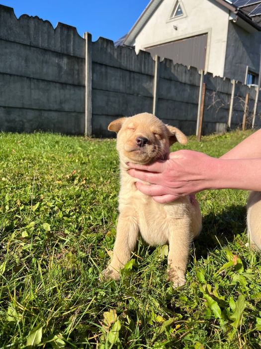 Цуценята Лабрадор