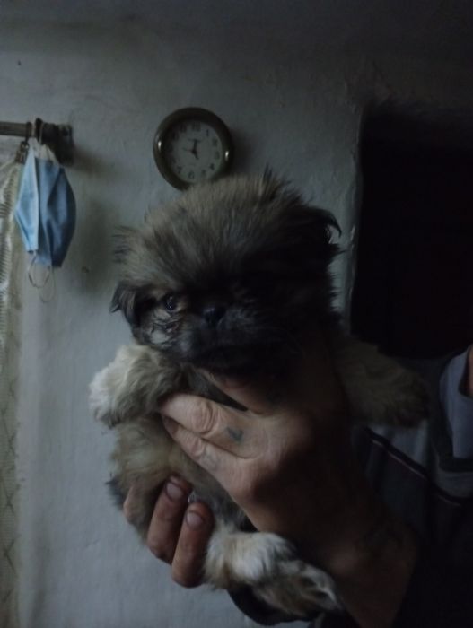 Собачки пікінес в продажі