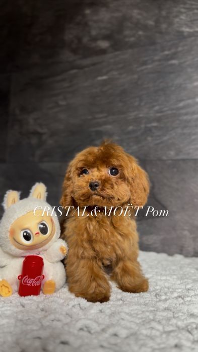 Мальчик Кавапу(мальтипу) Китай.Микро размер(до2,5кг).Редбраун,бебифейс