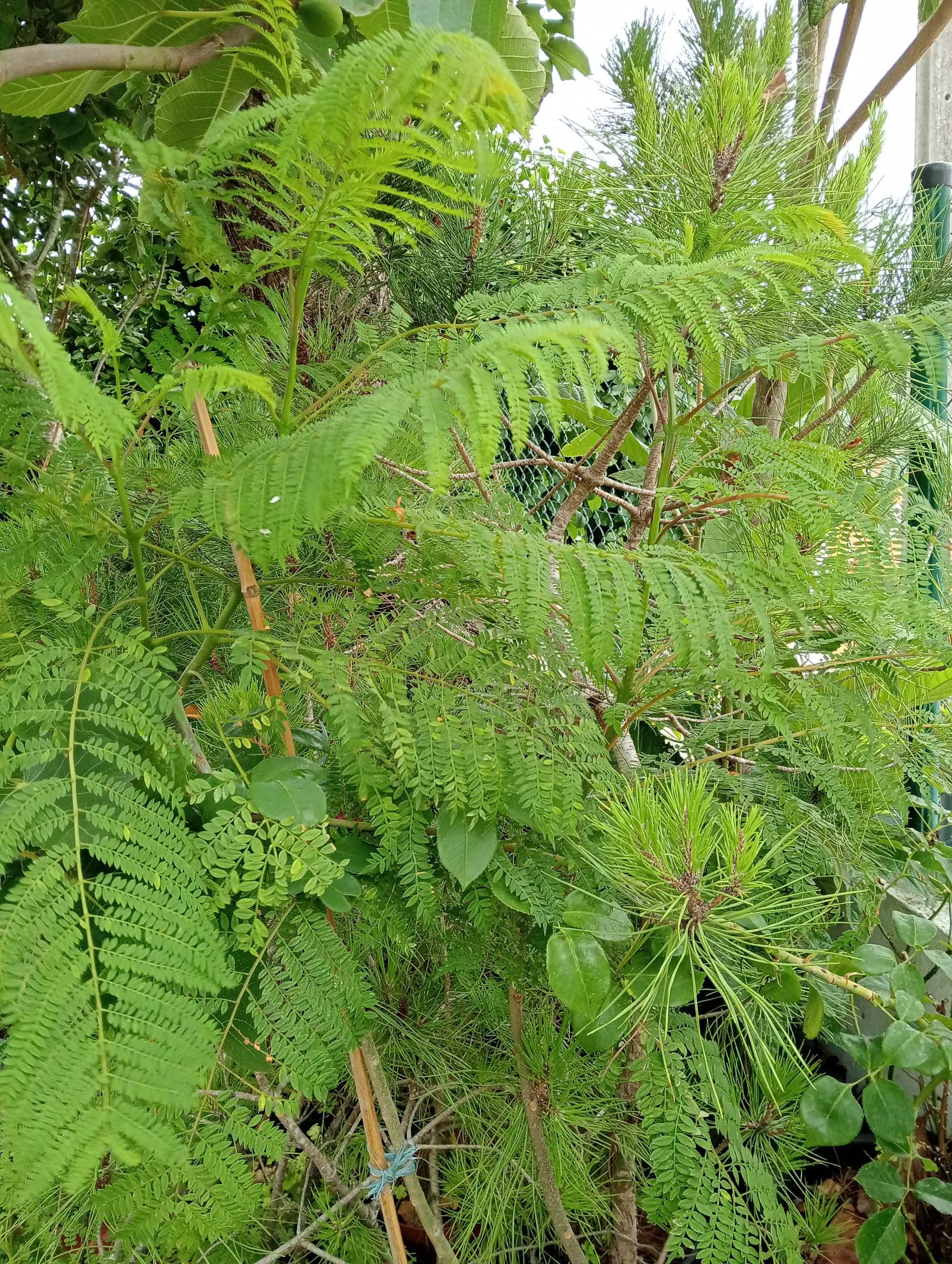 Jacarandás com 3 anos - 1,5 m de altura
