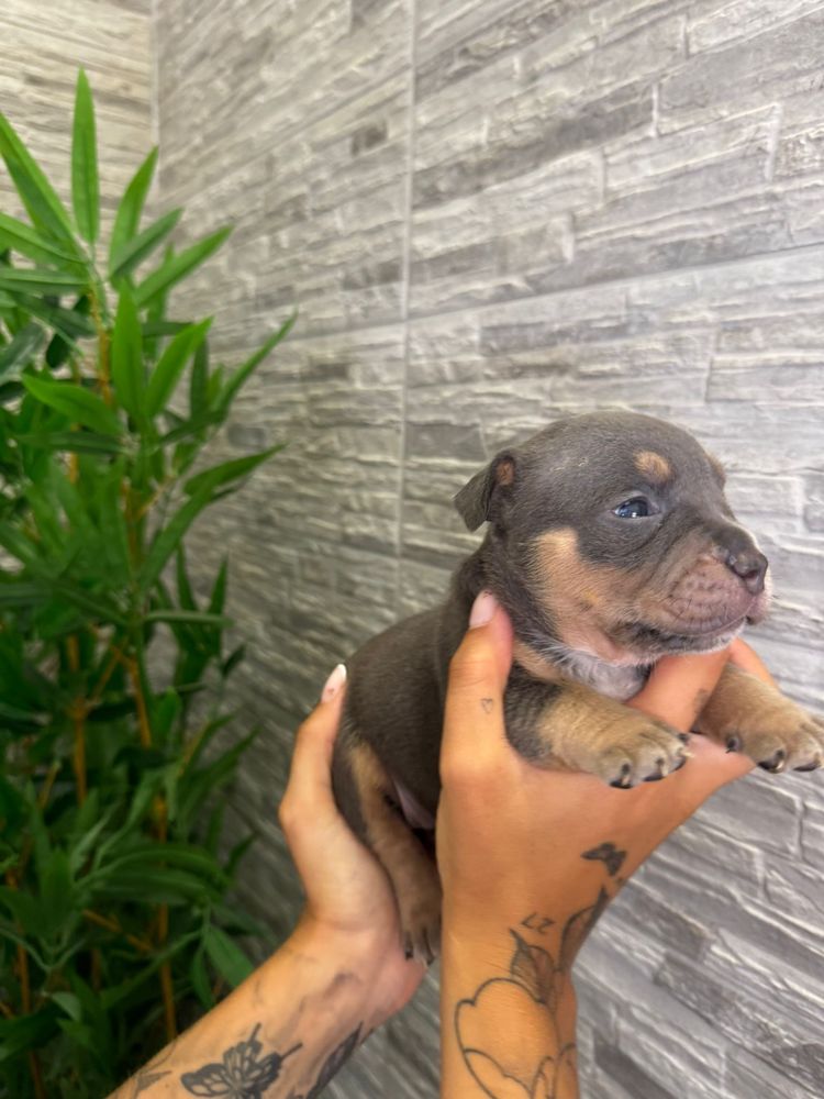 American bully exotic
