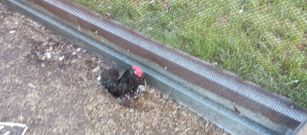 Продам декоративного півника або обміняю