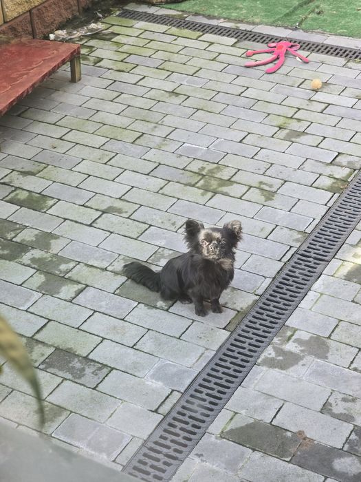 Хлопчик чіхуахуа підрощений