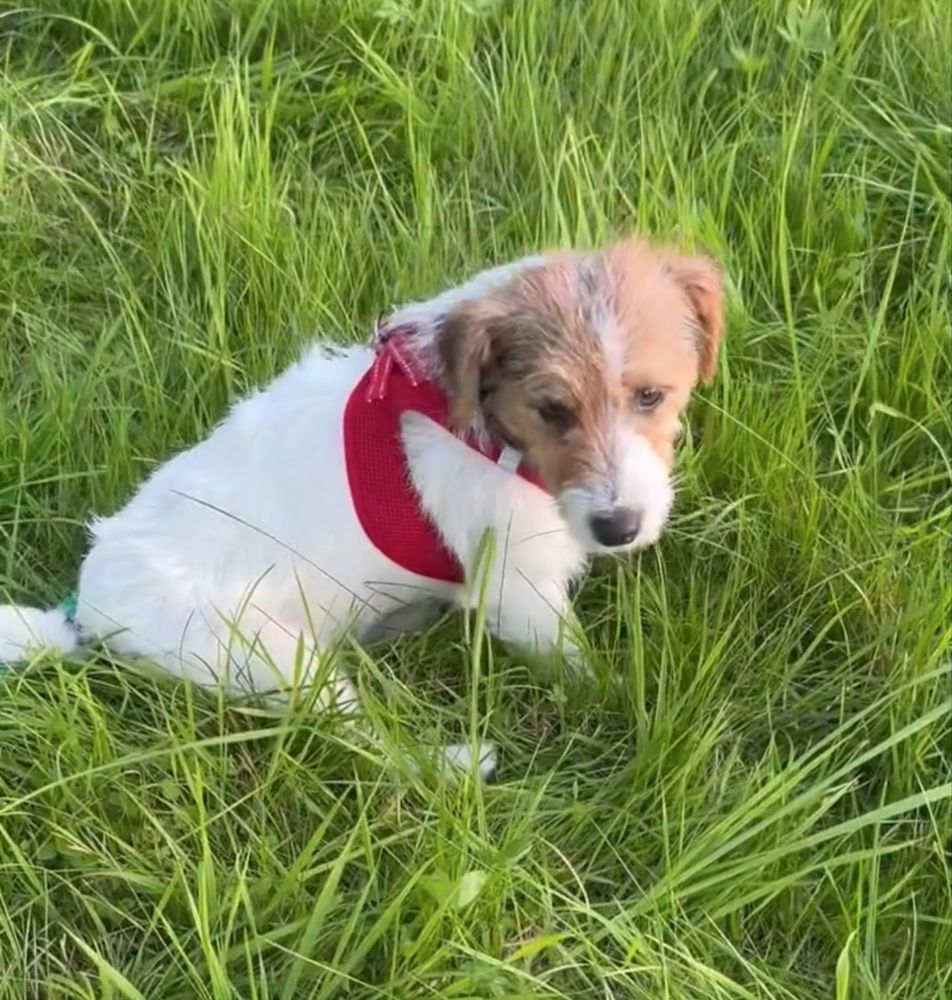 Jack Russell Terrier ZkwP FCI.