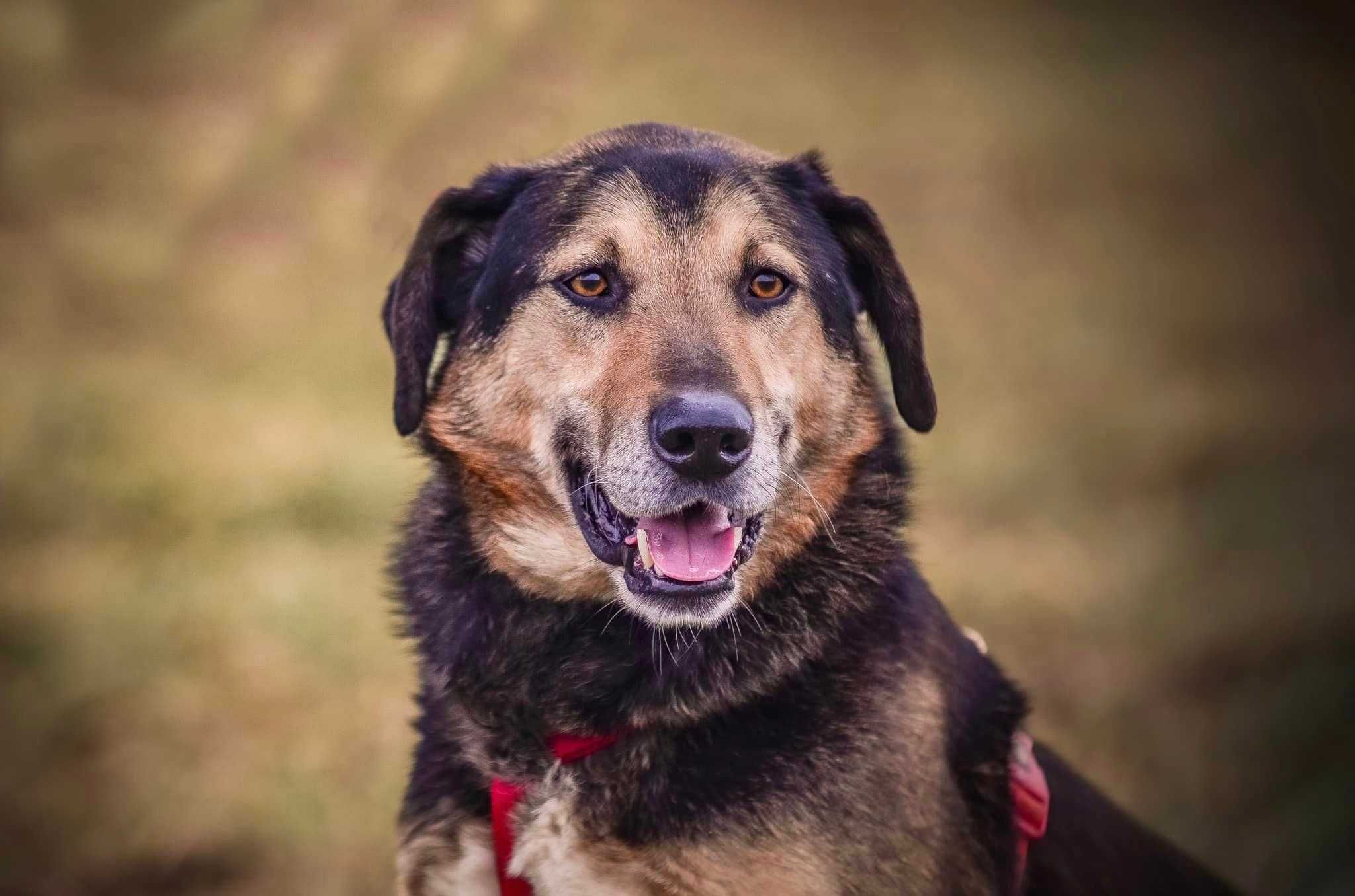 Oskar - cudowny psiak, szuka swojego domu - adopcja