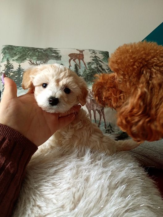 Sezam wybitnie piękny piesek maltipoo