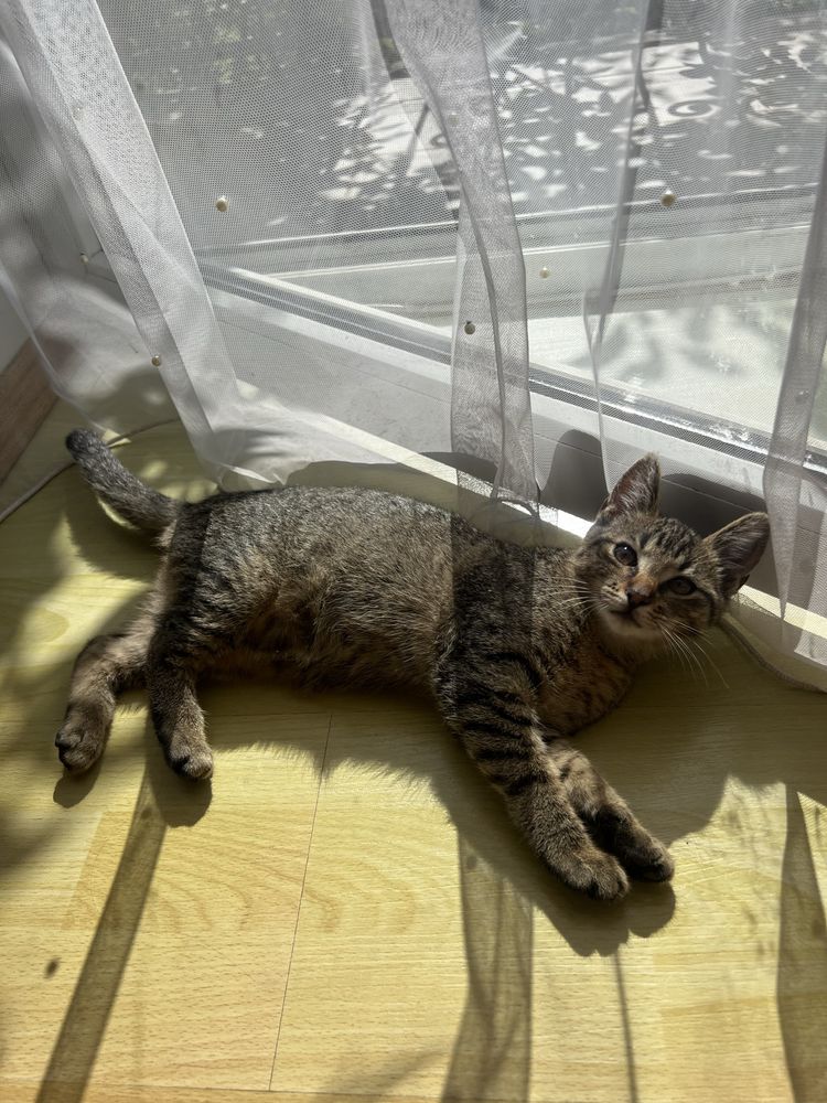 Віддам кошеняток в добрі руки