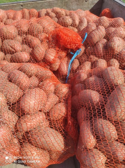 Ziemniaki żółte Queen Anne i ziemniaki czerwone Red Lady Ekologiczne
