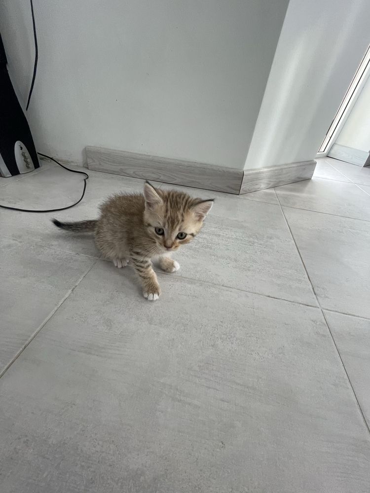 Котики, напівпородисті