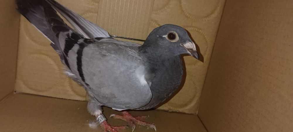 Pombos correios para venda devidamente anilhados com os respectivos ca