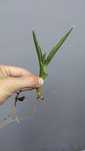 Sansevieria philipsiae ukorzeniony odrostek