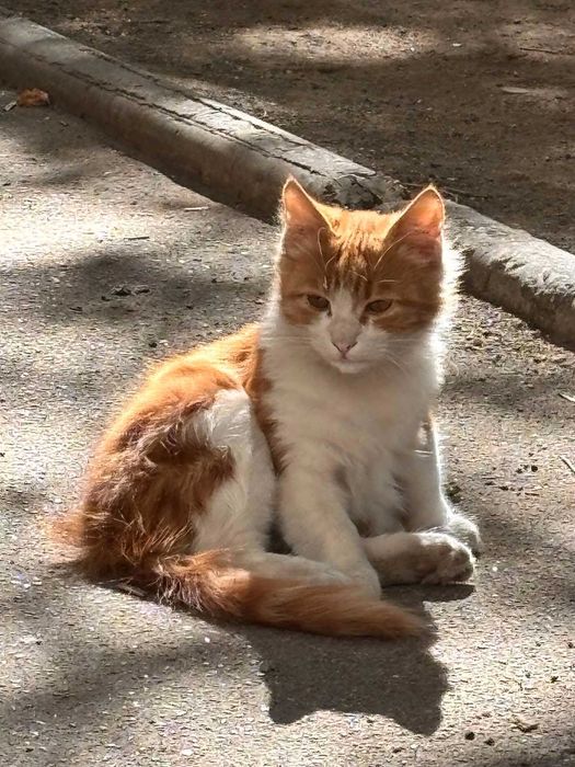 Віддам в добрі руки