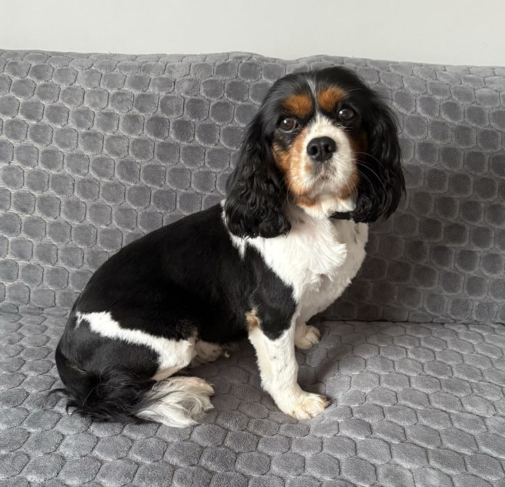 Suczka Cavalier King Charles Spaniel