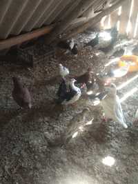 Продам голуби різних