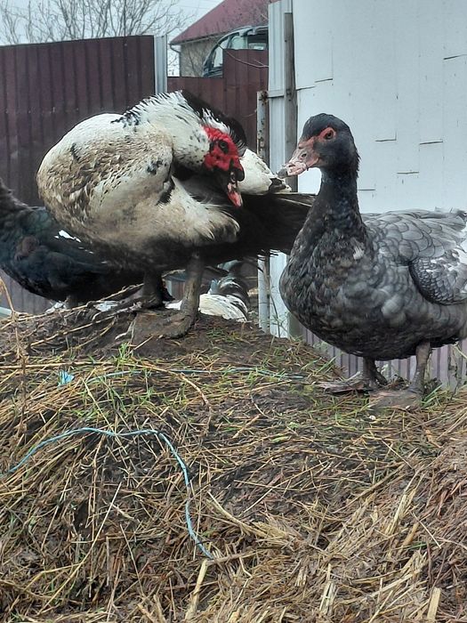 Продам уток шипуни