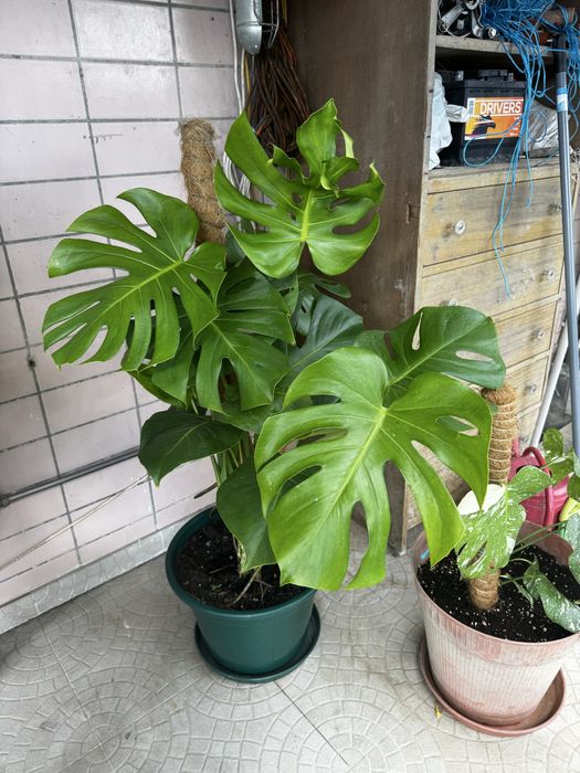 Monstera  adulta