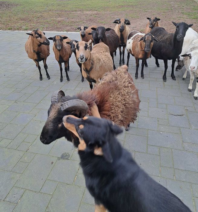 Mlode owce i triki kameruńskie.