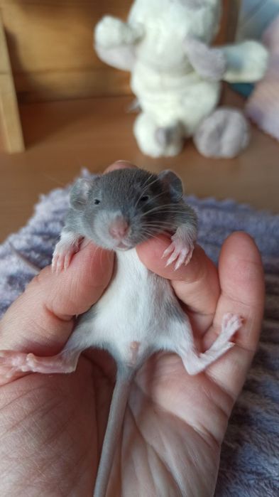 Криси дамбо, голубі дівчатка