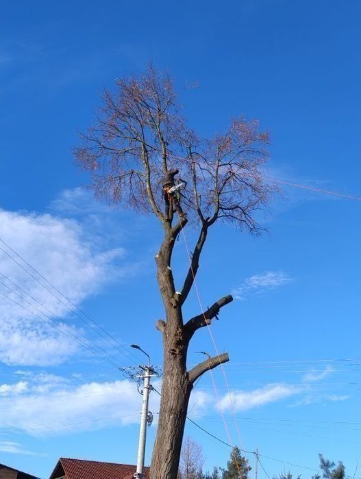 wycinka i  pielęgnacja drzew alpinistycznie rębak regulacja tui