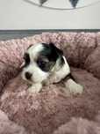 Yirkshire Terrier Biewer chłopiec
