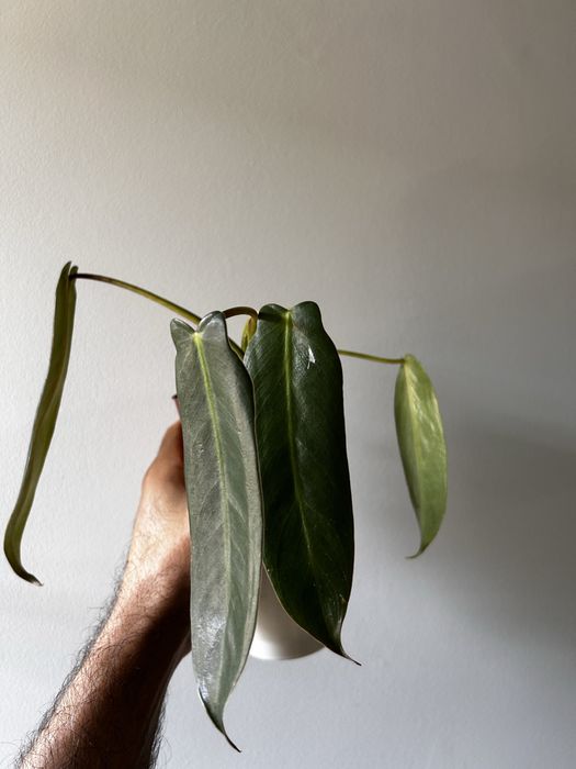 philodendron spiritus sancti