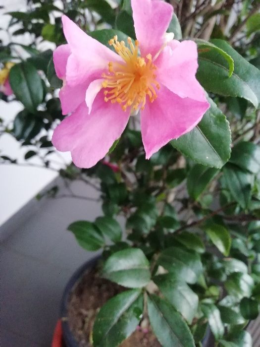 Kamelia sasanqua' Hana Jiman'