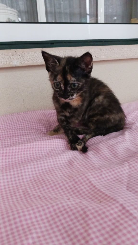 Gatinhas bebés para adoção responsável