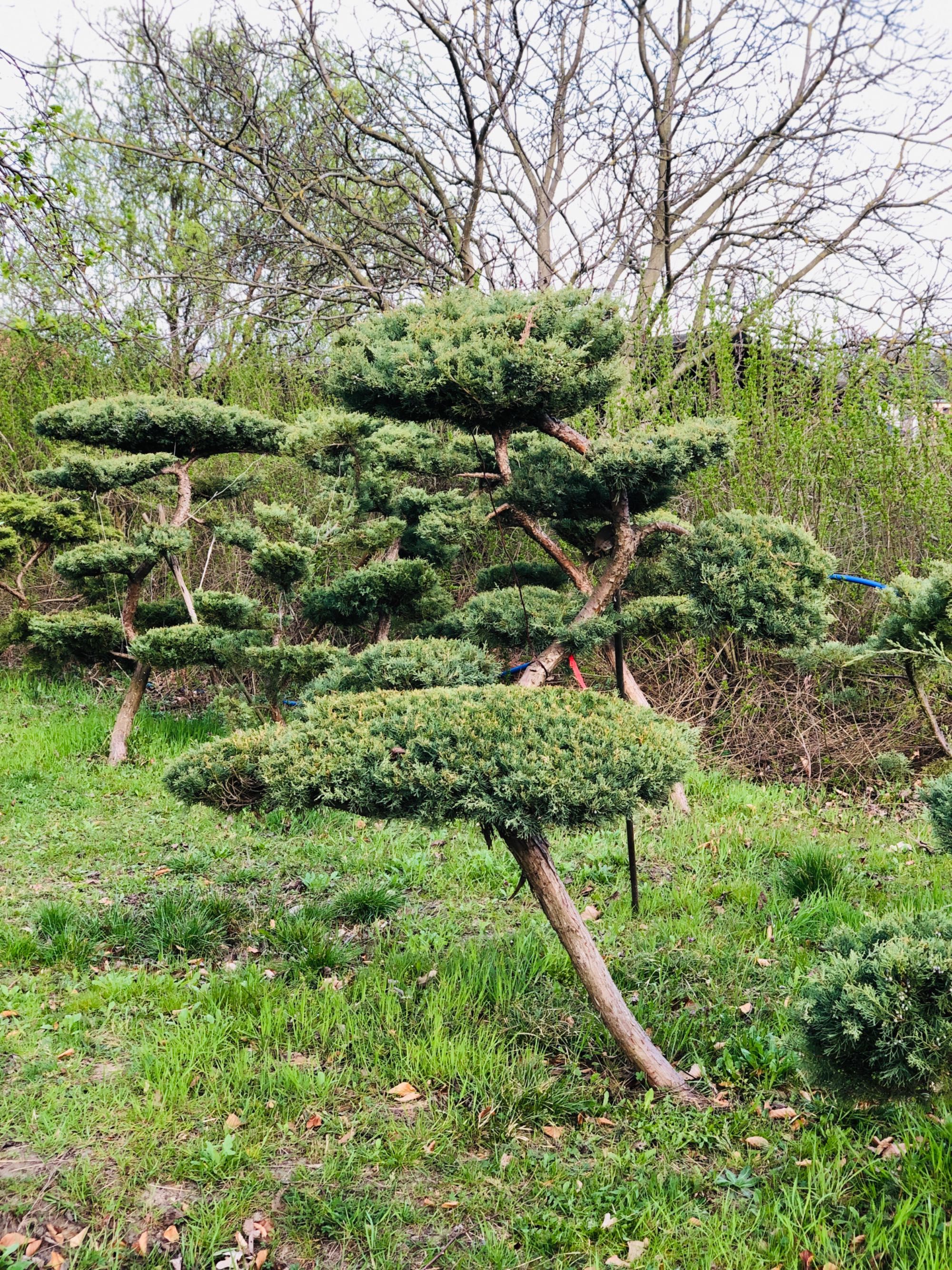 Bonsai , duże drzewo formowane