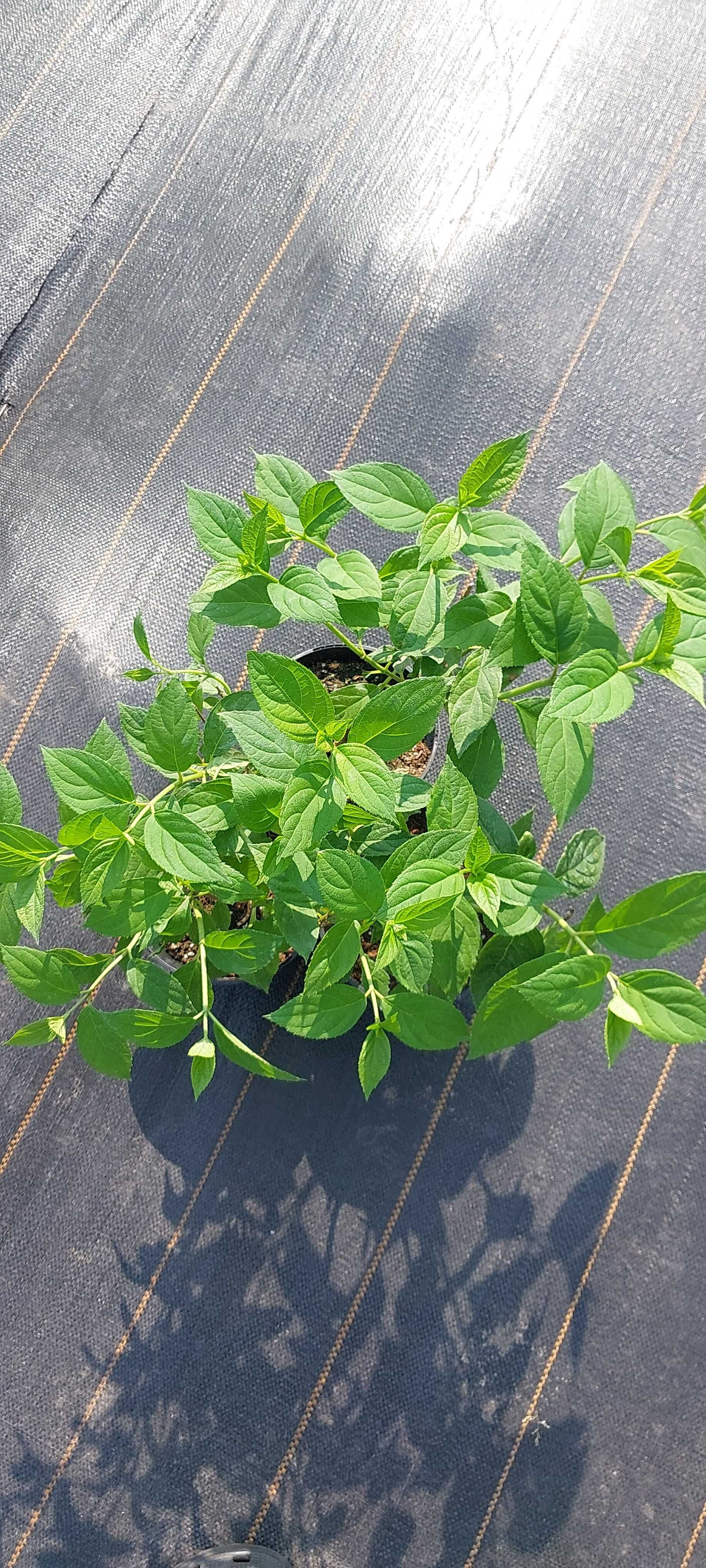 Hortensje Limenligt, Vanilla Frace, Anabelle