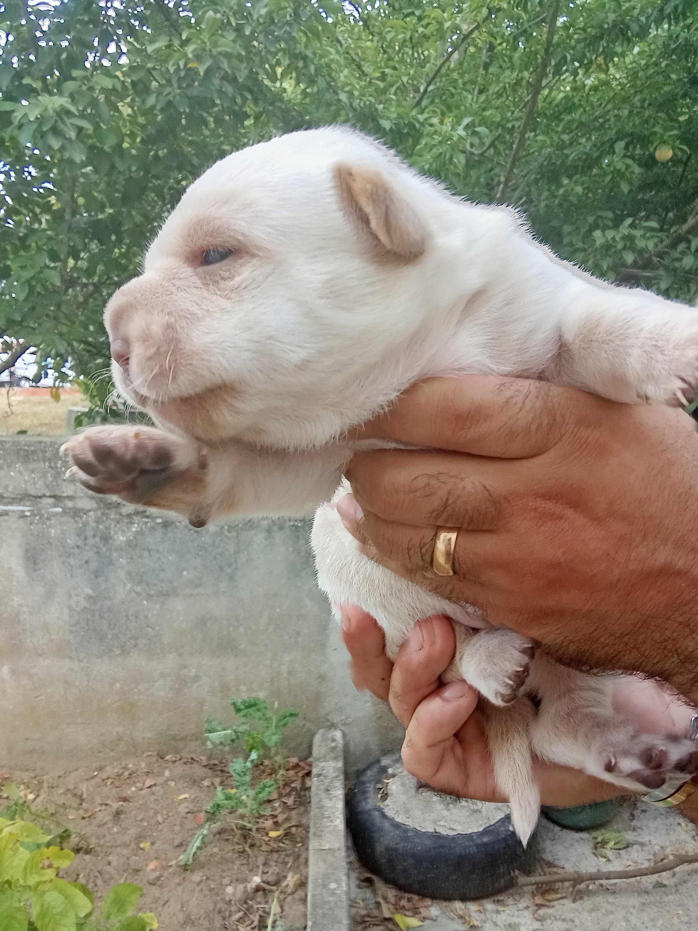 Dou cães bebés a quem estimar