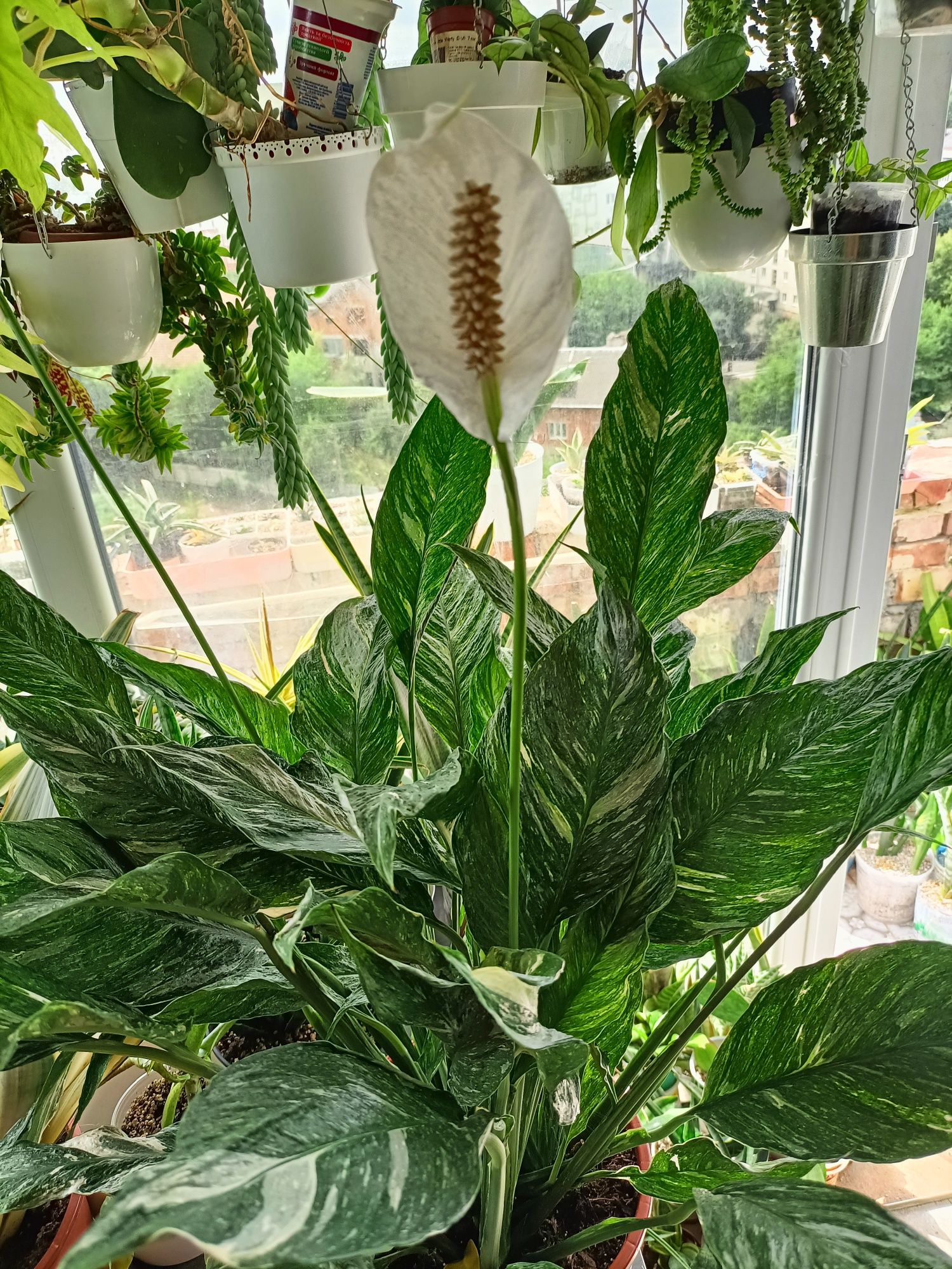 Спатіфілум spathiphyllum Diamond