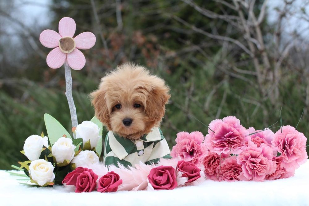 Maltipoo piesek gotowy do odbioru