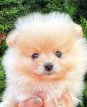 Pomeranian  Szpic miniaturowy Suczka xxs