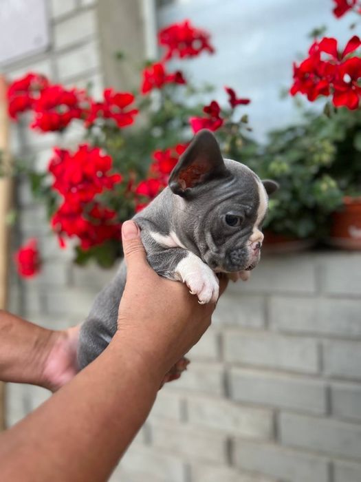 Французські бульдони міні