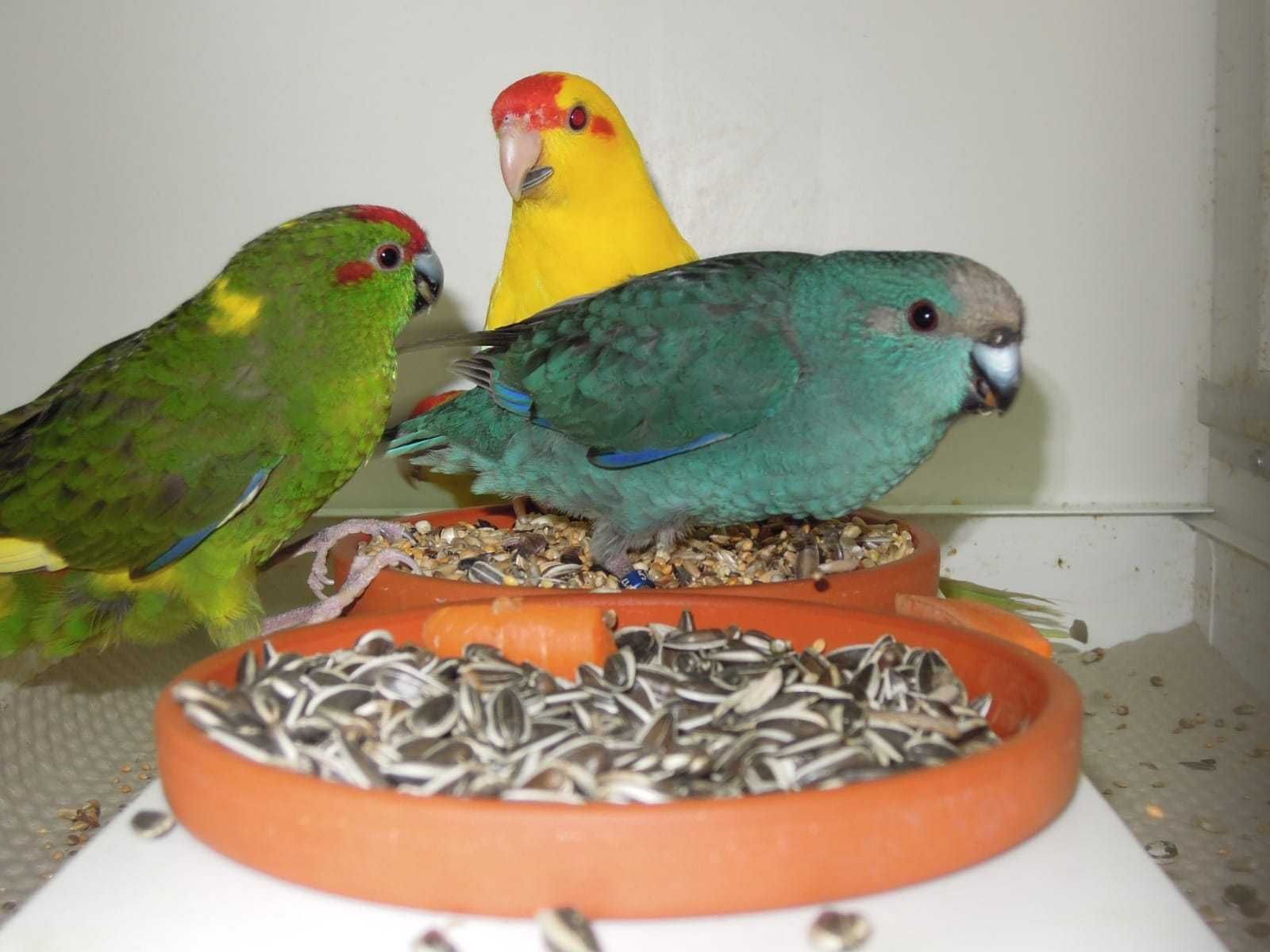 Прыгающие попугаи какарики ручные желтые,зеленые,синие