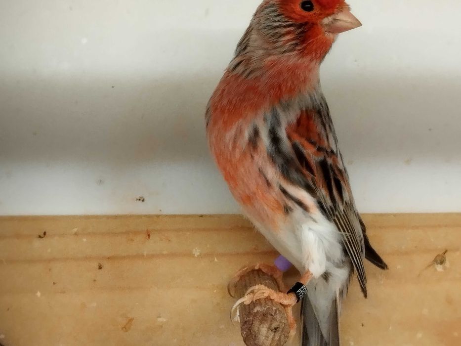 Canários Ágata  Vermelho Mosaico, Opala e Jaspe