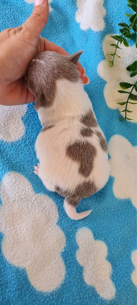 Excecional Chihuahua/chihuahua de Qualidade