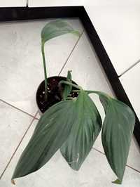 Philodendron dragon tail