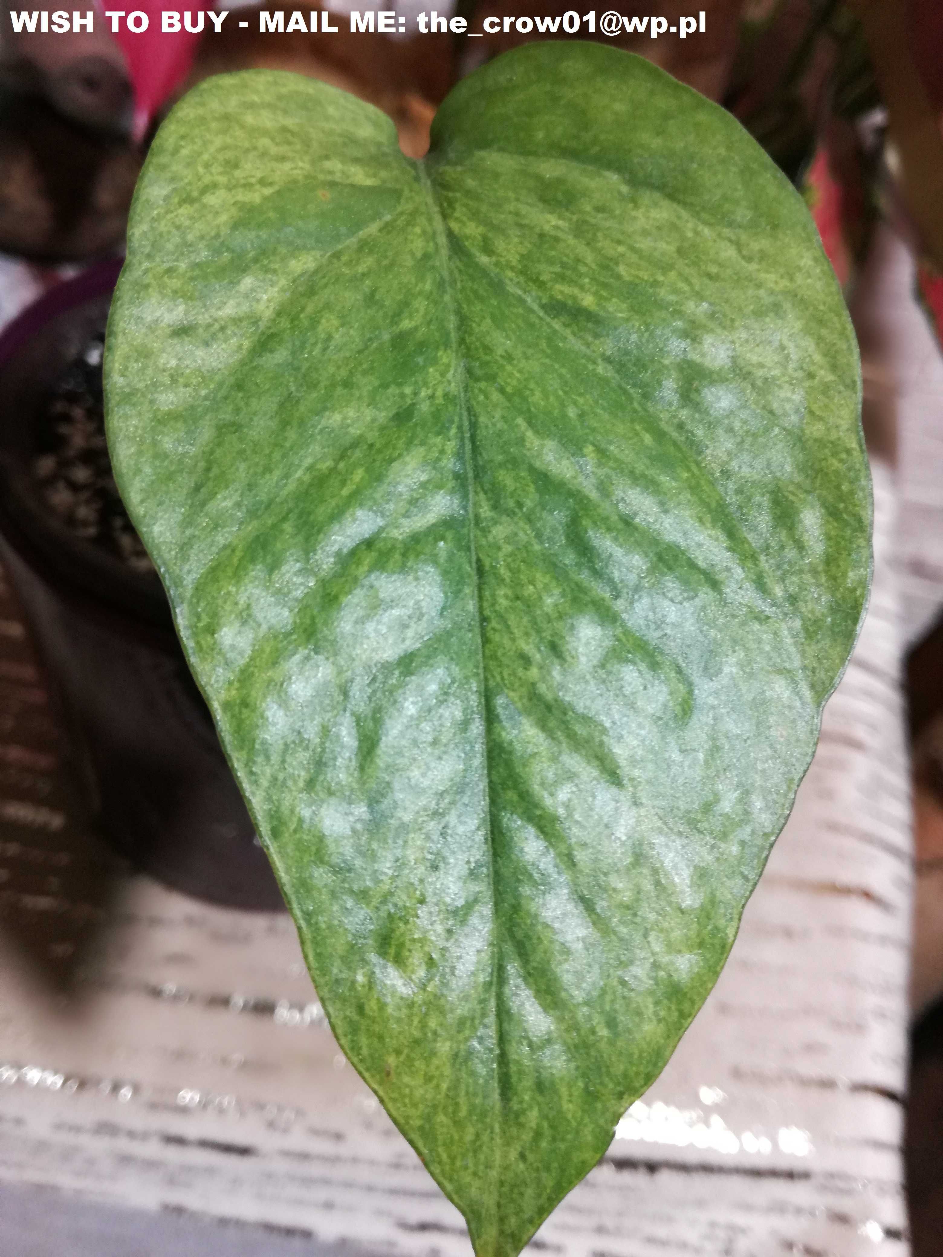 INTERNATIONAL Epipremnum Pinnatum Mint Variegata philodendron monstera