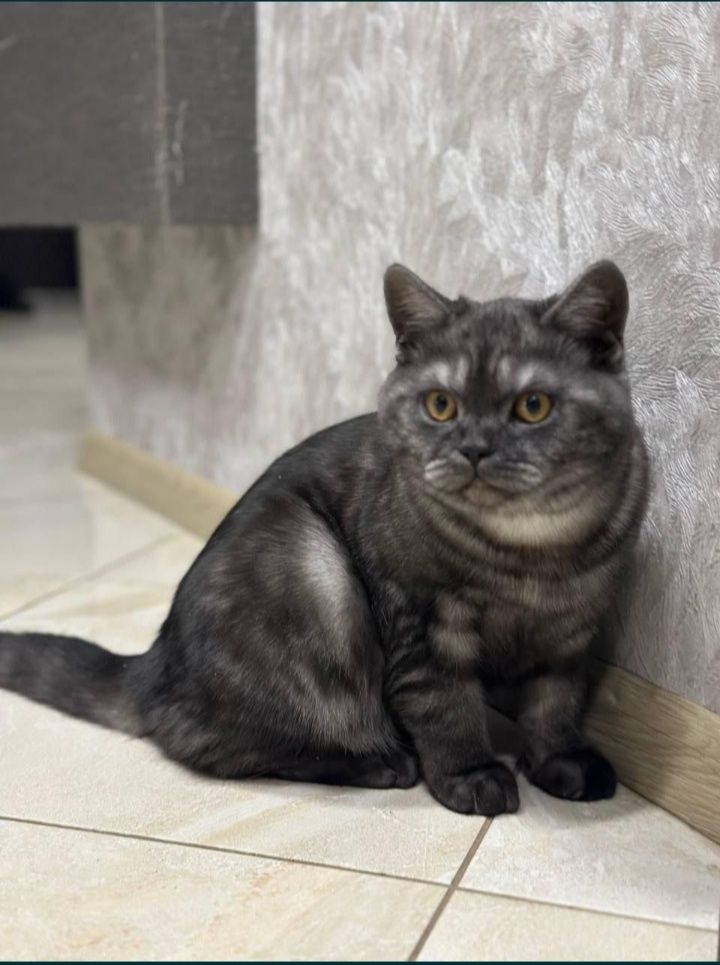Вязка. Опытный шотландский кот