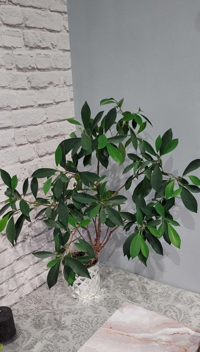 Fikus ala Bonsai