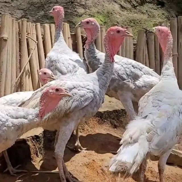 Perus cinza jonevs