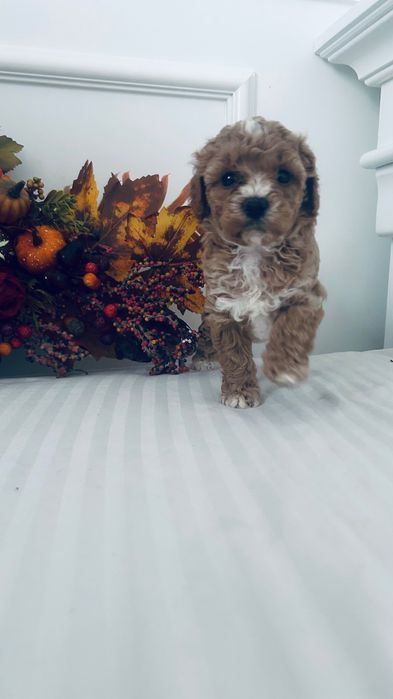 Urocze  Maltipoo