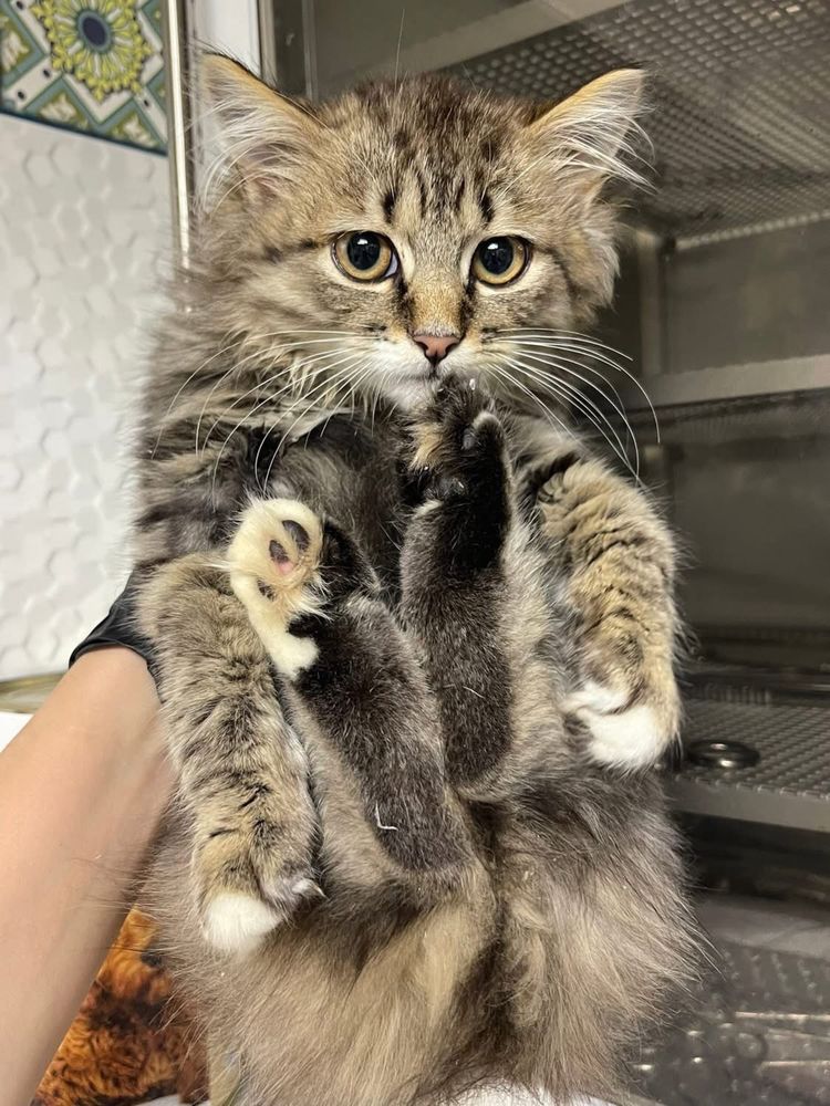 Кошенята хлопчики