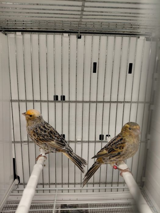 Kanarki Lizardy zmienia dom