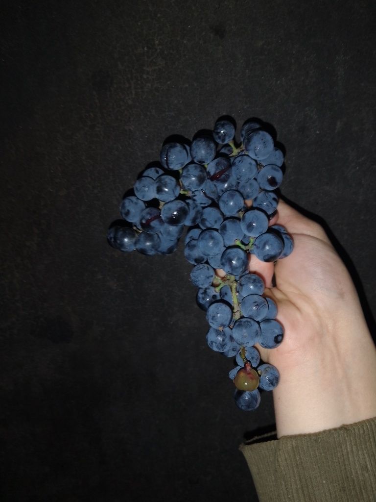Винний виноград 7 грн